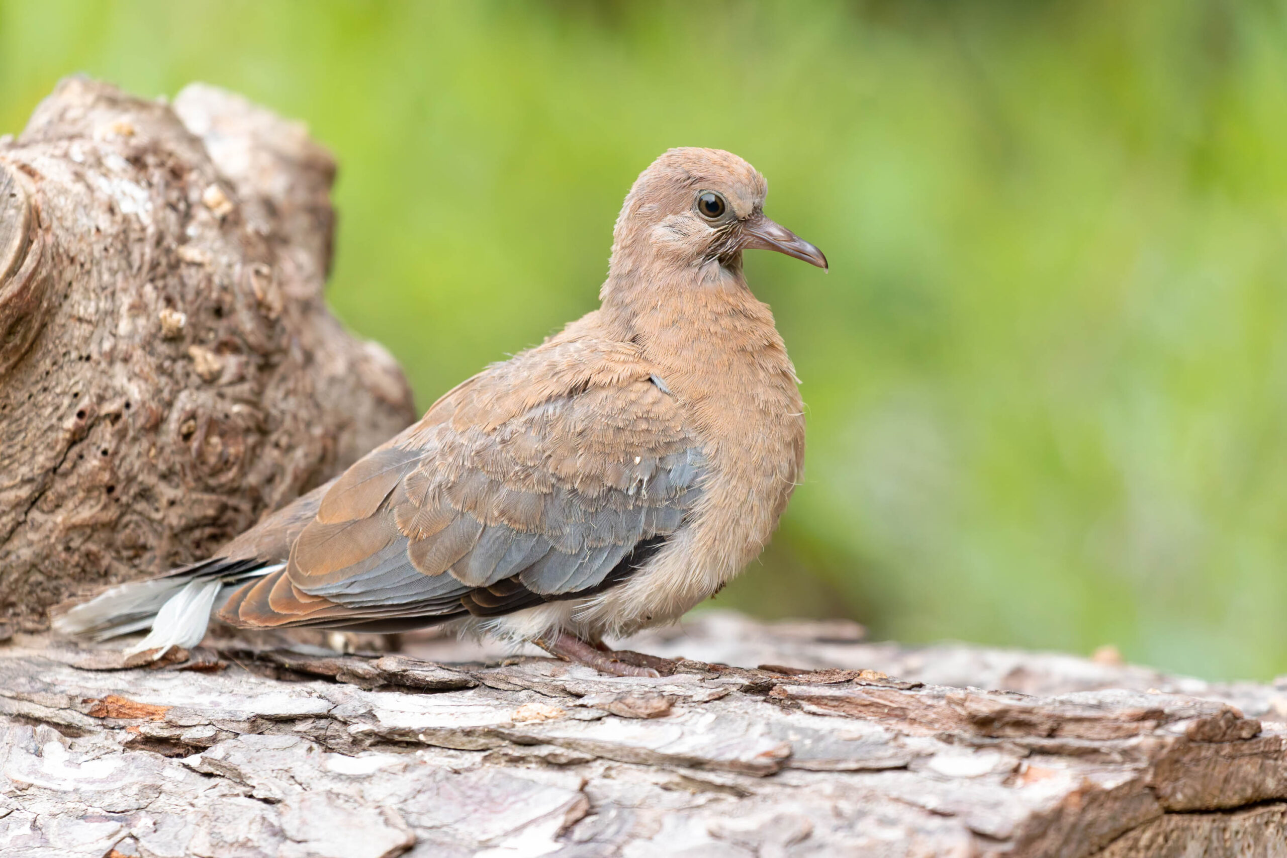 Das Bild zeigt eine einzelne Taube, die auf einem Baumstamm sitzt. Der Hintergrund ist unscharf und besteht aus Grünpflanzen. Die Taube hat eine bräunliche Färbung mit grauen Akzenten an den Flügeln. Sie blickt nach links. Das Bild wurde im Zoo Hannover.