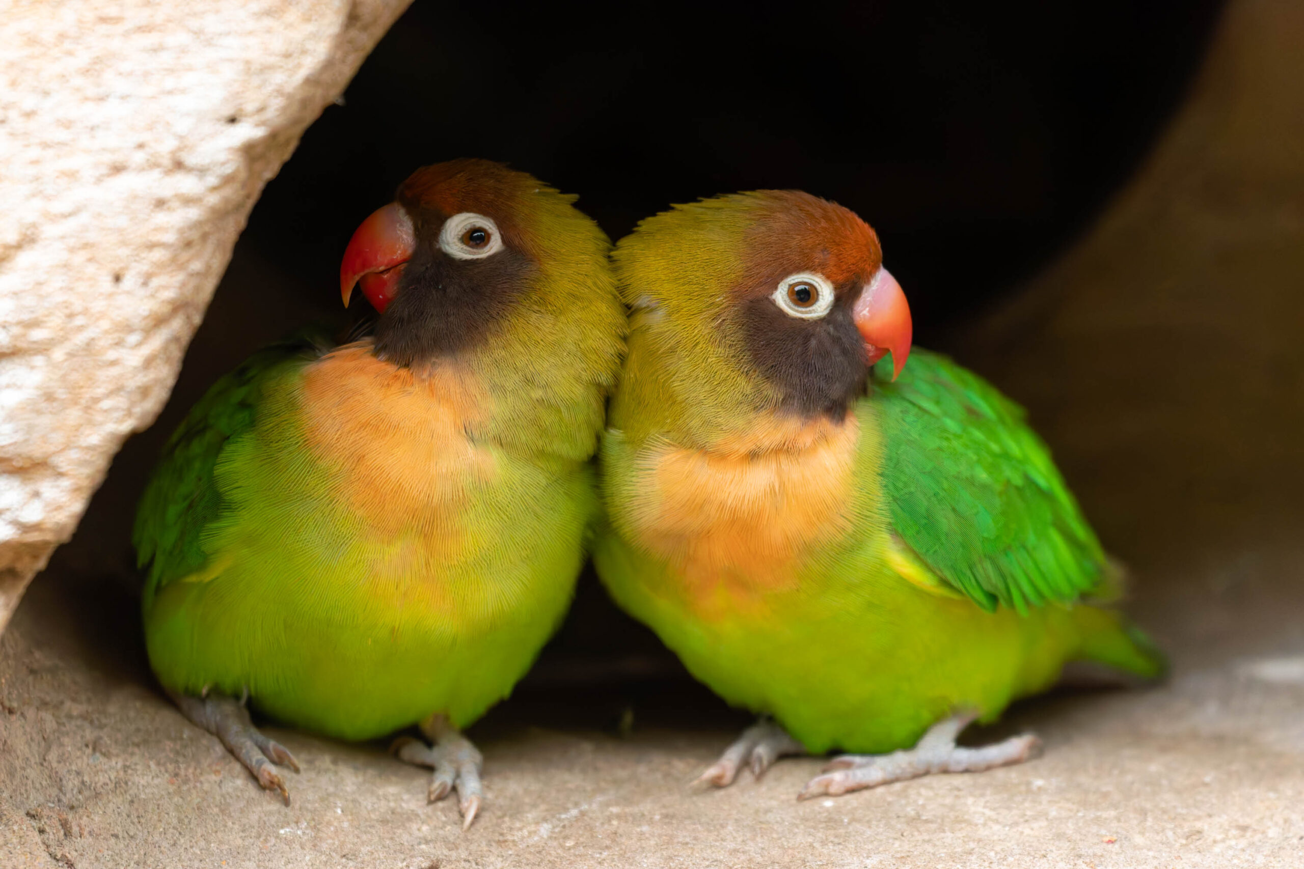 Das Bild zeigt zwei Halsband-Lori-Papageien ( *Pionus torquatus* ), die sich sehr nahe aneinander sitzen. Ihre Köpfe sind nah beieinander, und ihre Körper berühren sich fast. Die Papageien haben leuchtend grüne Federn am Körper, eine rote Linie unterhalb des Auges und eine schwarze Halsband. Sie sitzen in einer Höhle oder einem hohlen Baumstamm, der aus grauem Stein zu sein scheint. Der Hintergrund ist dunkel, was die Papageien hervorhebt. Das Bild vermittelt ein Gefühl von Zuneigung und Intimität zwischen den Vögeln.