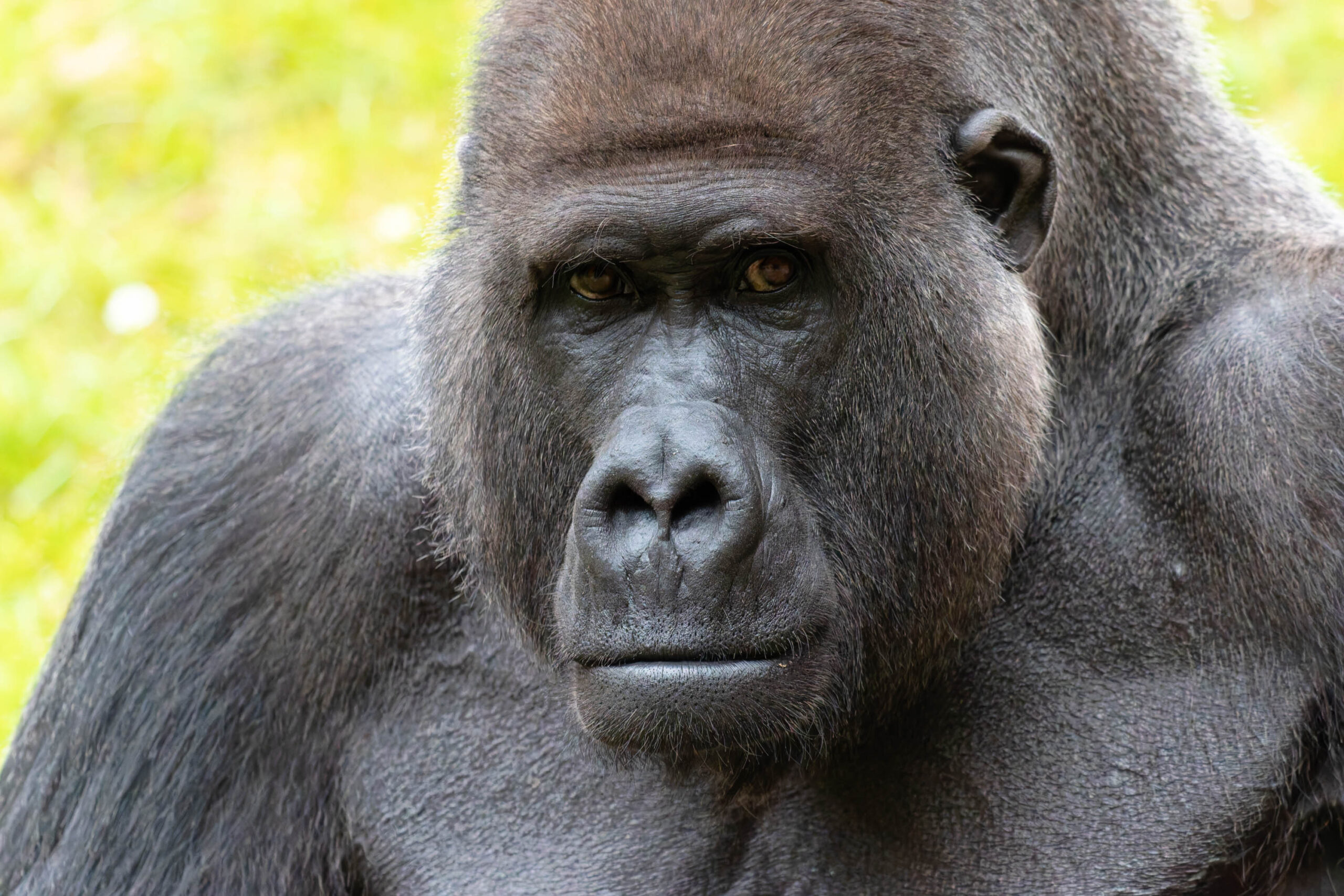 Das Bild zeigt eine Nahaufnahme eines ausgewachsenen Silberrücken-Gorilla. Der Gorilla blickt direkt in die Kamera, sein Gesichtsausdruck ist ernst und nachdenklich. Seine Haut ist dunkelgrau bis schwarz, mit deutlichen Falten und Runzeln. Die Augen sind klein und dunkel, umgeben von dunklen Ringen. Das Fell ist dicht und kurz. Im Hintergrund sind unscharfe grüne Blätter zu sehen, die auf eine natürliche Umgebung hindeuten. Das Bild ist gut belichtet und scharf, wodurch die Details des Gorillas deutlich hervorgehoben werden. Es vermittelt einen Eindruck von Stärke, Intelligenz und Würde.