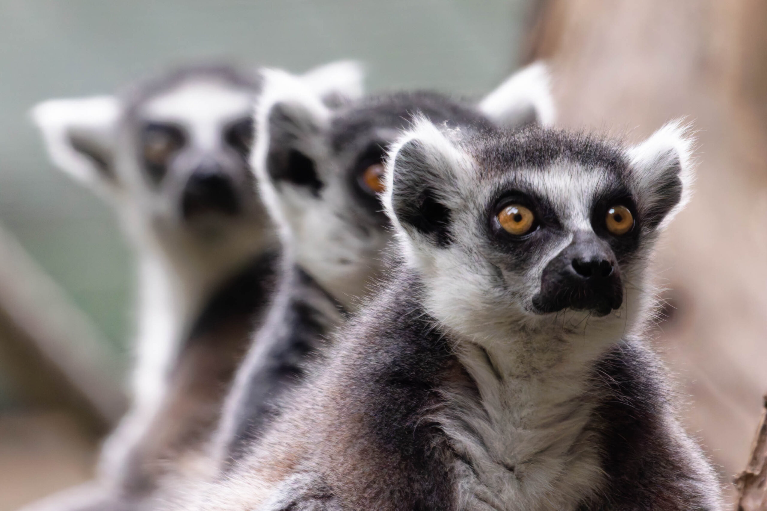 Das Bild zeigt eine Nahaufnahme eines Ringelschwanzlemuren (Lemur catta). Der Fokus liegt auf dem Gesicht des Lemuren im Vordergrund, dessen Augen direkt in die Kamera blicken. Im Hintergrund sind zwei weitere Ringelschwanzlemuren erkennbar, die etwas unscharf dargestellt sind. Die Tiere sitzen auf einem Ast oder einer ähnlichen Struktur, die nicht vollständig im Bild zu sehen ist. Die Beleuchtung ist weich und gleichmäßig, was die Details des Fells und der Gesichtszüge hervorhebt. Die Szene vermittelt einen Eindruck von Neugier und Aufmerksamkeit.