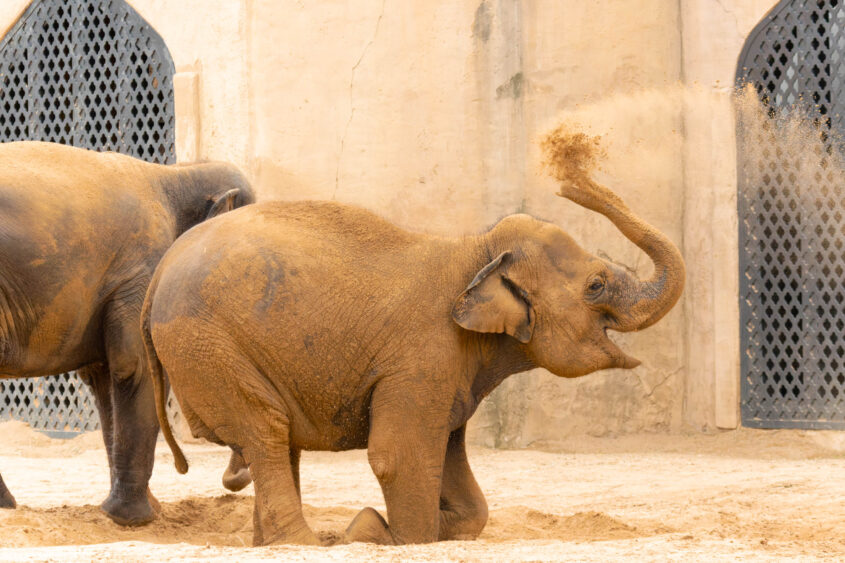 Das Bild zeigt einen jungen indischen Elefanten (Elephas maximus) in einem Sandgehege. Der Elefant steht auf einem Sandboden und lässt Sand von seinem Rüssel spritzen, wodurch ein leichter Sandsturm entsteht. Im Hintergrund sind weitere Elefanten zu sehen, die sich ebenfalls in dem Gehege aufhalten. Die Wände des Geheges sind aus hellem, sandfarbenem Mauerwerk. Der Elefant wirkt verspielt und neugierig.