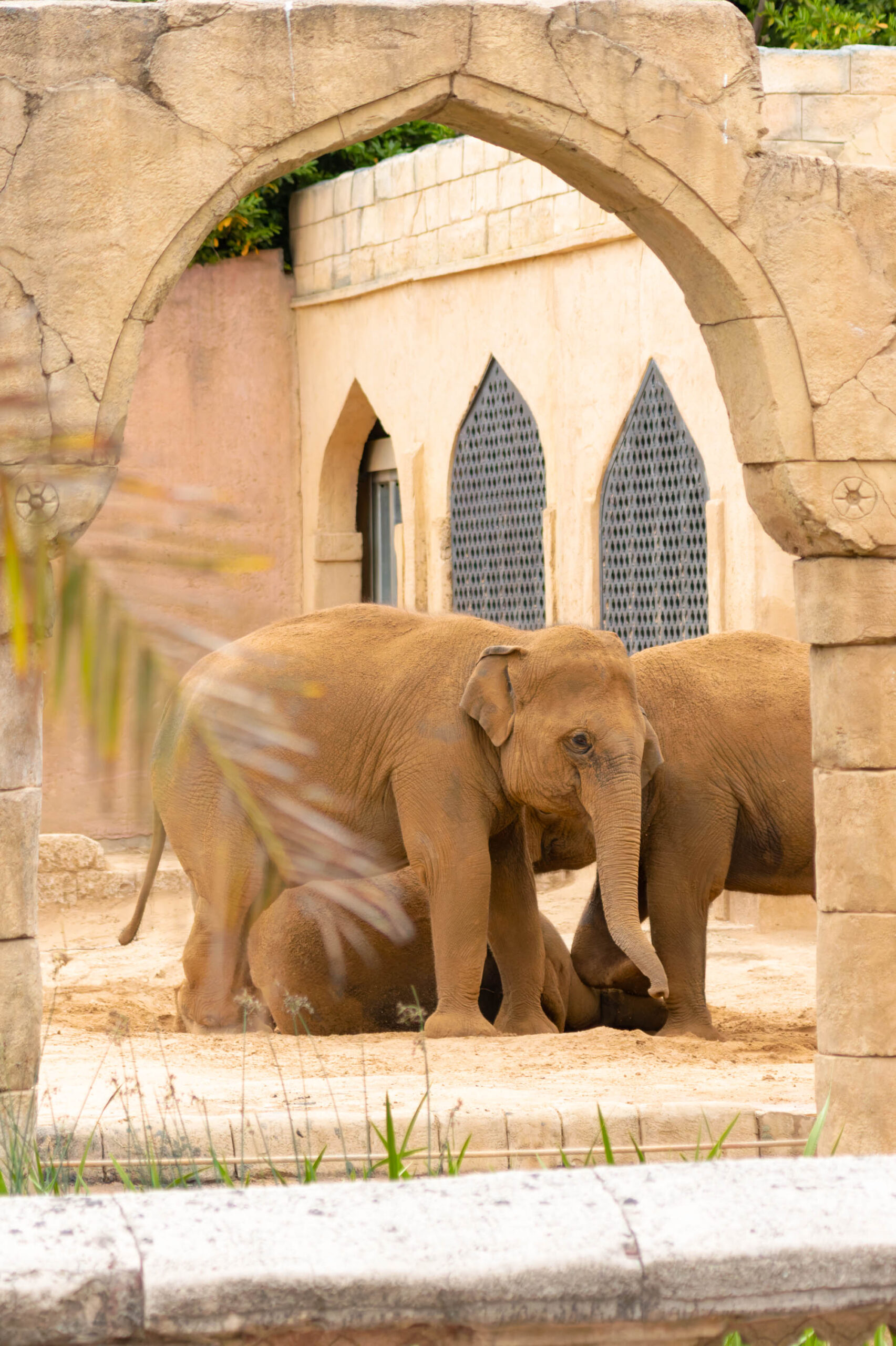 Das Bild zeigt drei Elefanten in einem Tiergehege. Die Elefanten befinden sich in einem Sandbereich vor einer architektonischen Struktur mit Bögen und Fenstern. Die Elefanten scheinen sich zu interagieren, wobei einer davon seinen Rüssel benutzt. Die Umgebung ist von Grünpflanzen umgeben. Das Bild wurde wahrscheinlich in einem Zoo aufgenommen.