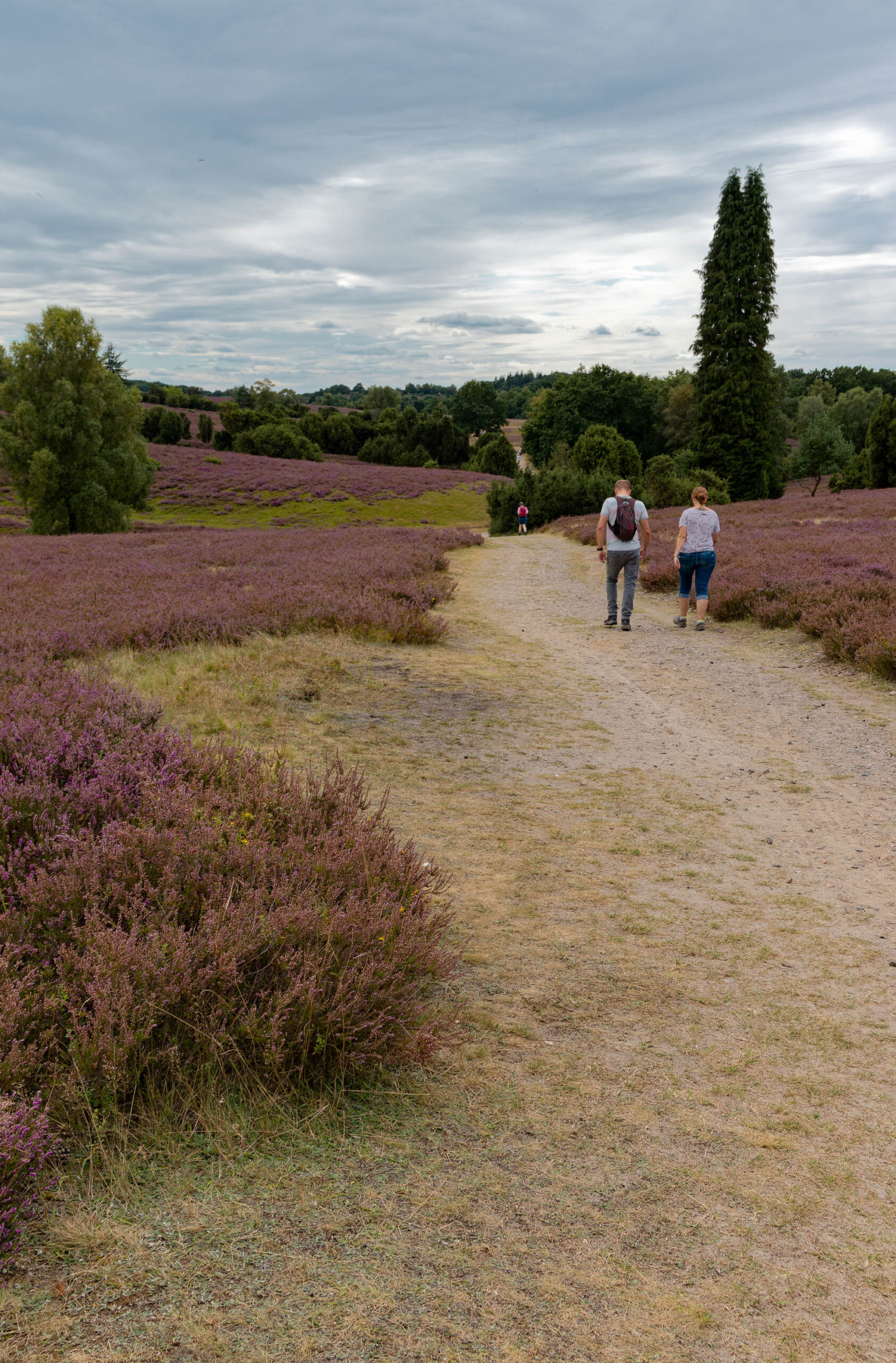 Die Aufnahme zeigt einen schmalen, unbefestigten Weg, der sich durch eine weitläufige Heidefläche schlängelt. Die Heide ist in voller Blüte und präsentiert ein leuchtendes Violett. Zwei Personen, ein Mann und eine Frau, gehen den Weg entlang, wobei sie vom Betrachter weggehen. Der Mann trägt einen Rucksack und ein blaues T-Shirt, die Frau ein blaues T-Shirt und eine kurze Hose. Im Hintergrund sind vereinzelte Bäume und Büsche zu sehen. Der Himmel ist bewölkt, was für ein weiches, diffuses Licht sorgt. Die Szene vermittelt ein Gefühl von Ruhe und Abgeschiedenheit.