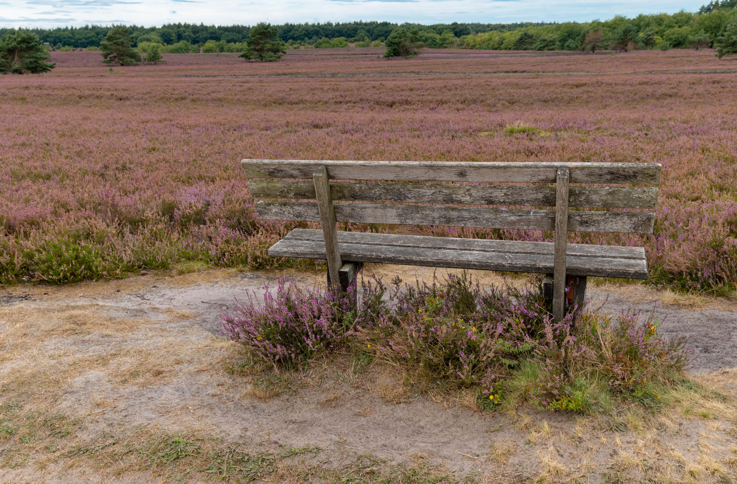 Das Bild zeigt eine einfache, hölzerne Bank, die inmitten einer weitläufigen Heidefläche steht. Die Heide ist in voller Blüte und erstreckt sich bis zum Horizont. Der Himmel ist bedeckt, was eine ruhige und friedliche Stimmung erzeugt. Der Boden um die Bank besteht aus Sand und trockenem Gras. Die Bank selbst wirkt etwas verwittert und integriert sich harmonisch in die natürliche Umgebung.