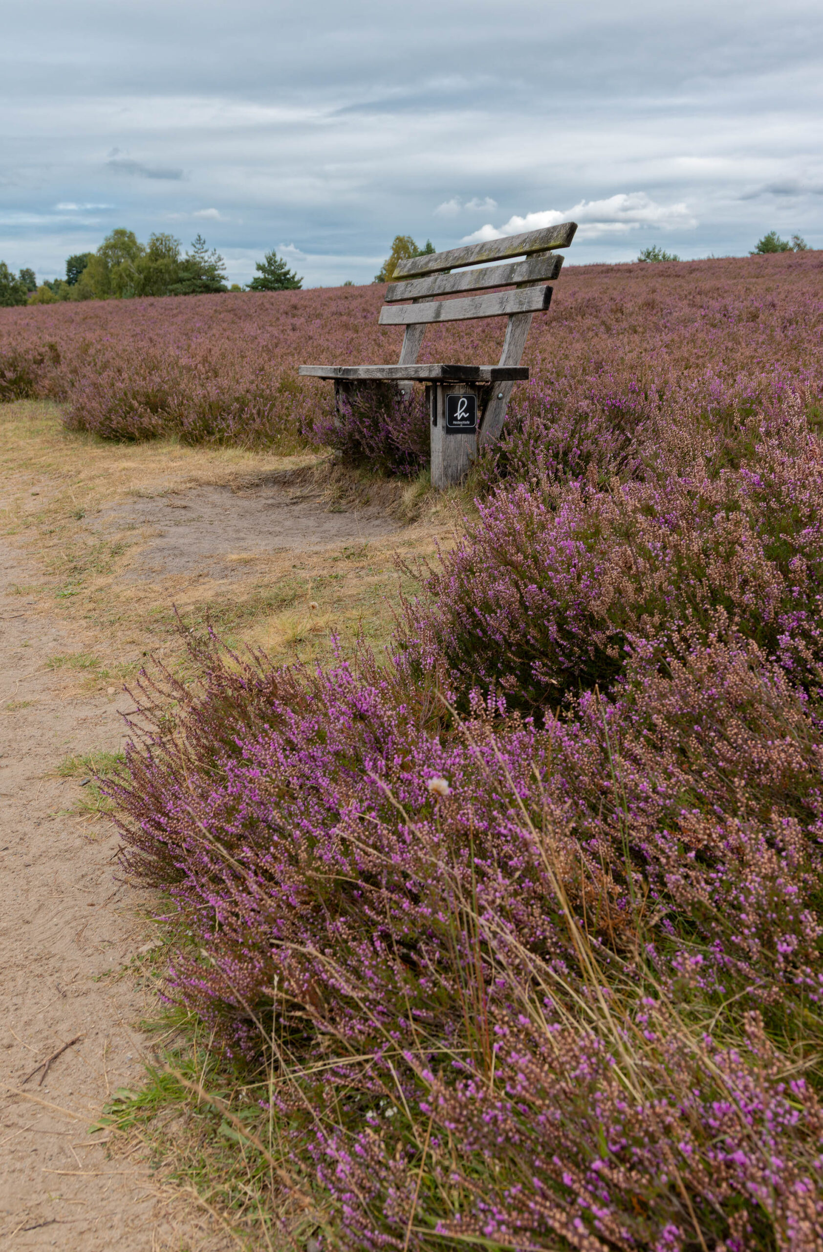 Das Bild zeigt eine Szene in der Lüneburger Heide, die in voller Blüte steht. Ein schmaler, sandiger Pfad schlängelt sich durch das Feld aus lila Heidekraut. Am Rande des Pfades steht eine einfache, hölzerne Bank mit einer kleinen, schwarzen Metallplatte. Der Himmel ist bewölkt, was eine sanfte, diffuse Beleuchtung erzeugt. Die Perspektive ist leicht erhöht, was einen guten Überblick über das Feld ermöglicht. Die Farben sind gedämpft und harmonisch, wobei das Lila der Heide das Hauptmerkmal ist.