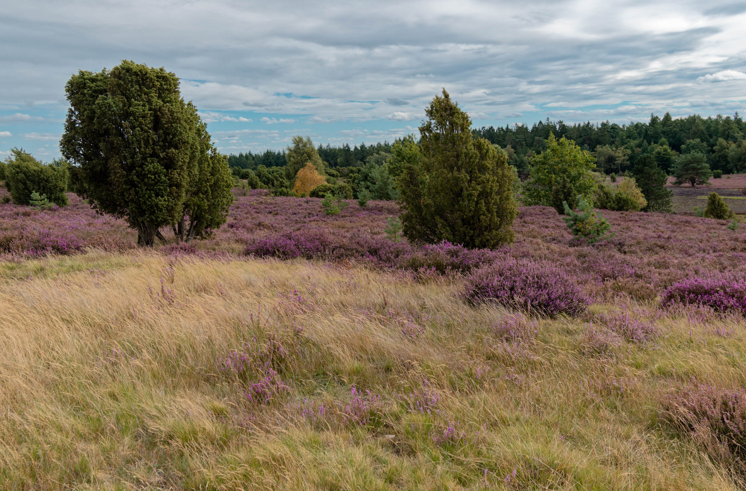 Die Aufnahme zeigt eine weitläufige Heidefläche in voller Blüte. Das Heidekraut präsentiert sich in einem tiefen Violett-Lila Farbton, während das Gras in der Vordergrund eine goldbraune Farbe aufweist. Einige einzelne Bäume, hauptsächlich Eichen und Kiefern, ragen aus der Landschaft hervor und bilden interessante visuelle Akzente. Der Himmel ist bewölkt, was dem Bild eine sanfte, diffuse Beleuchtung verleiht. Die Perspektive ist leicht erhöht, was einen guten Überblick über die Weite der Heide ermöglicht. Die Szene vermittelt ein Gefühl von Ruhe und Erhabenheit.