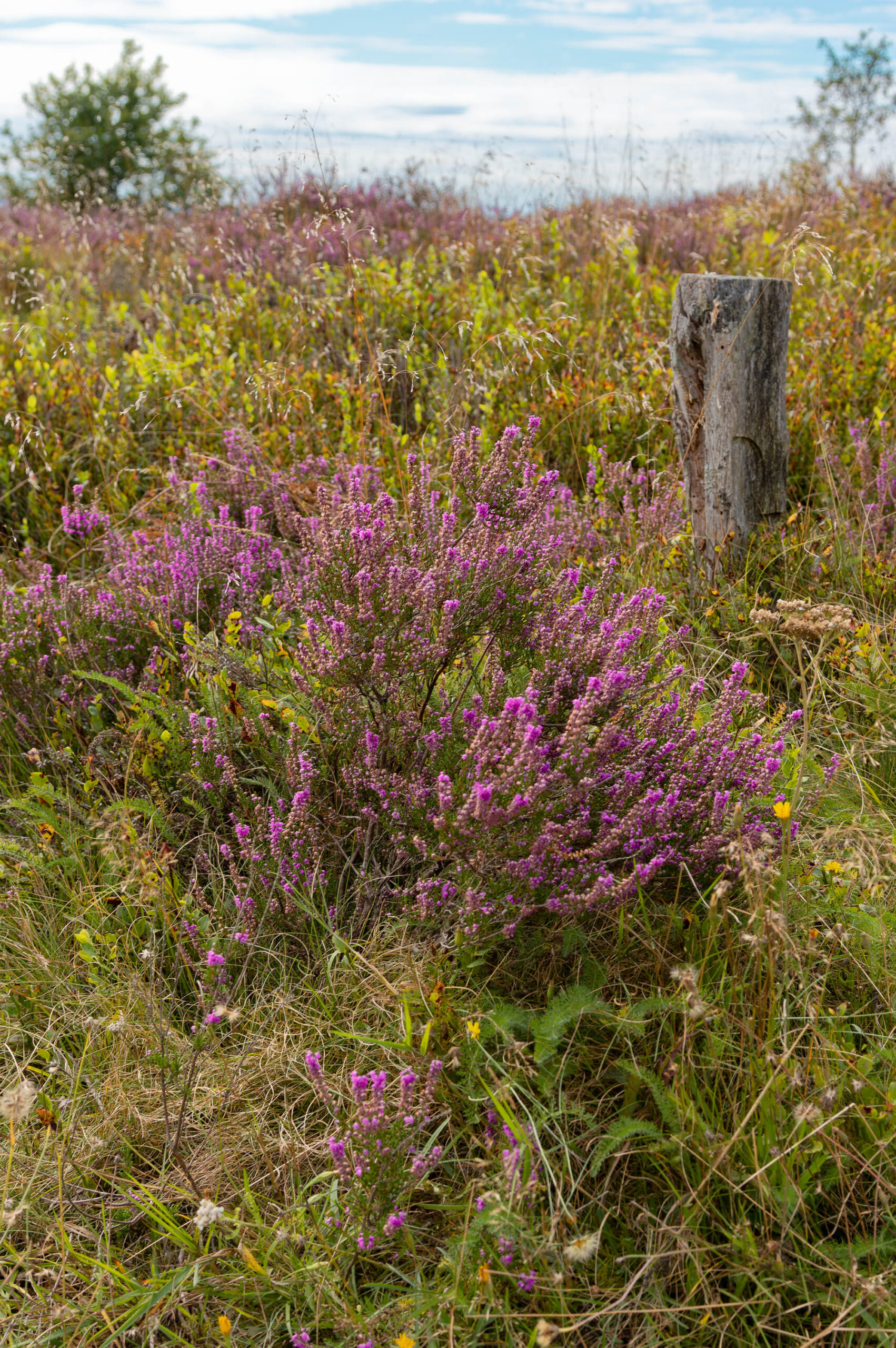 Die Aufnahme zeigt eine typische Heidefläche in voller Blüte. Die vorherrschenden Farben sind Lila- und Violetttöne der Heidekrautblüten, gemischt mit Gelb- und Grüntönen anderer Wildblumen und Gräser. Im Vordergrund steht ein verwitterter Holzpfosten, der die Landschaft zusätzlich charakterisiert. Der Himmel ist bedeckt, was für ein weiches, diffuses Licht sorgt. Die Perspektive ist bodennah, was die üppige Vegetation betont. Die Aufnahme vermittelt ein Gefühl von Ruhe und Weite.