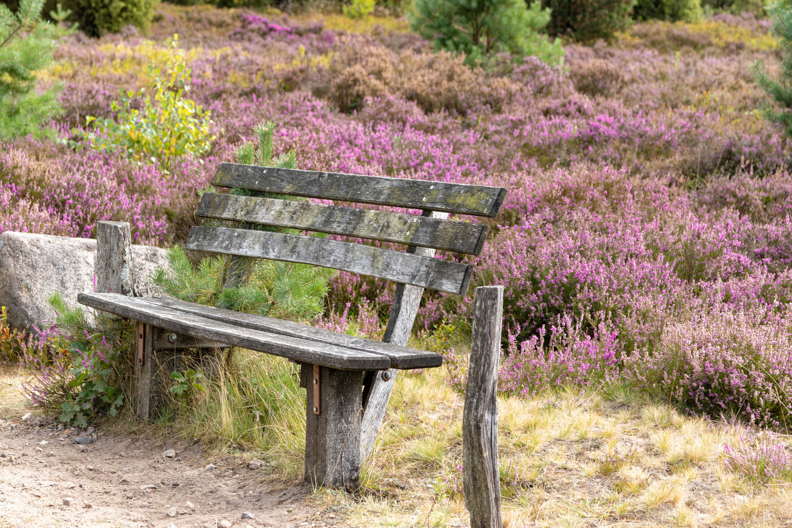 Das Foto zeigt eine hölzerne Bank inmitten einer blühenden Heidefläche in der Lüneburger Heide. Die Bank ist aus grob behauenen Holzstämmen gefertigt und wirkt rustikal. Die Heideblüten sind in voller Blüte und erzeugen eine farbenprächtige Szene. Ein schmaler Pfad deutet auf einen Wanderweg hin. Das Licht ist weich und diffus, was eine friedliche und entspannte Atmosphäre schafft.