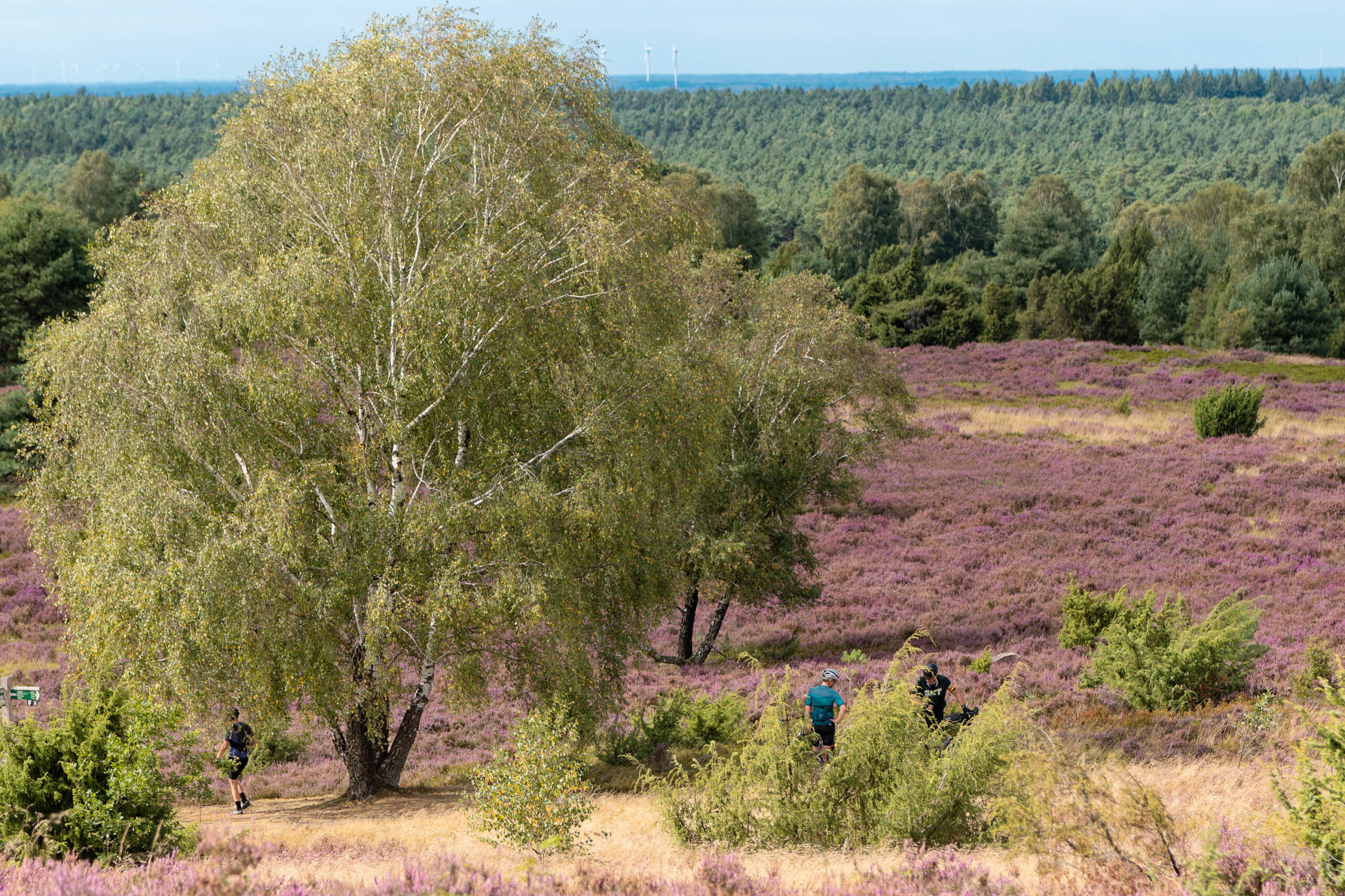 Die Aufnahme fängt die Schönheit der Lüneburger Heide in voller Blüte ein. Die lila Heidekraut erstreckt sich bis zum Horizont und bildet einen farbenprächtigen Teppich. Ein großer Birkenbaum steht im Vordergrund und bietet einen interessanten Kontrast zu den sanften Hügeln der Heide. Drei Personen sind in der Ferne zu sehen, die sich auf dem Weg durch die Heide bewegen. Im Hintergrund erstreckt sich ein dichter Wald, und in der Ferne sind Windkraftanlagen sichtbar. Die Aufnahme ist in einem hellen, sonnigen Licht gehalten, das die Farben der Heide hervorhebt.