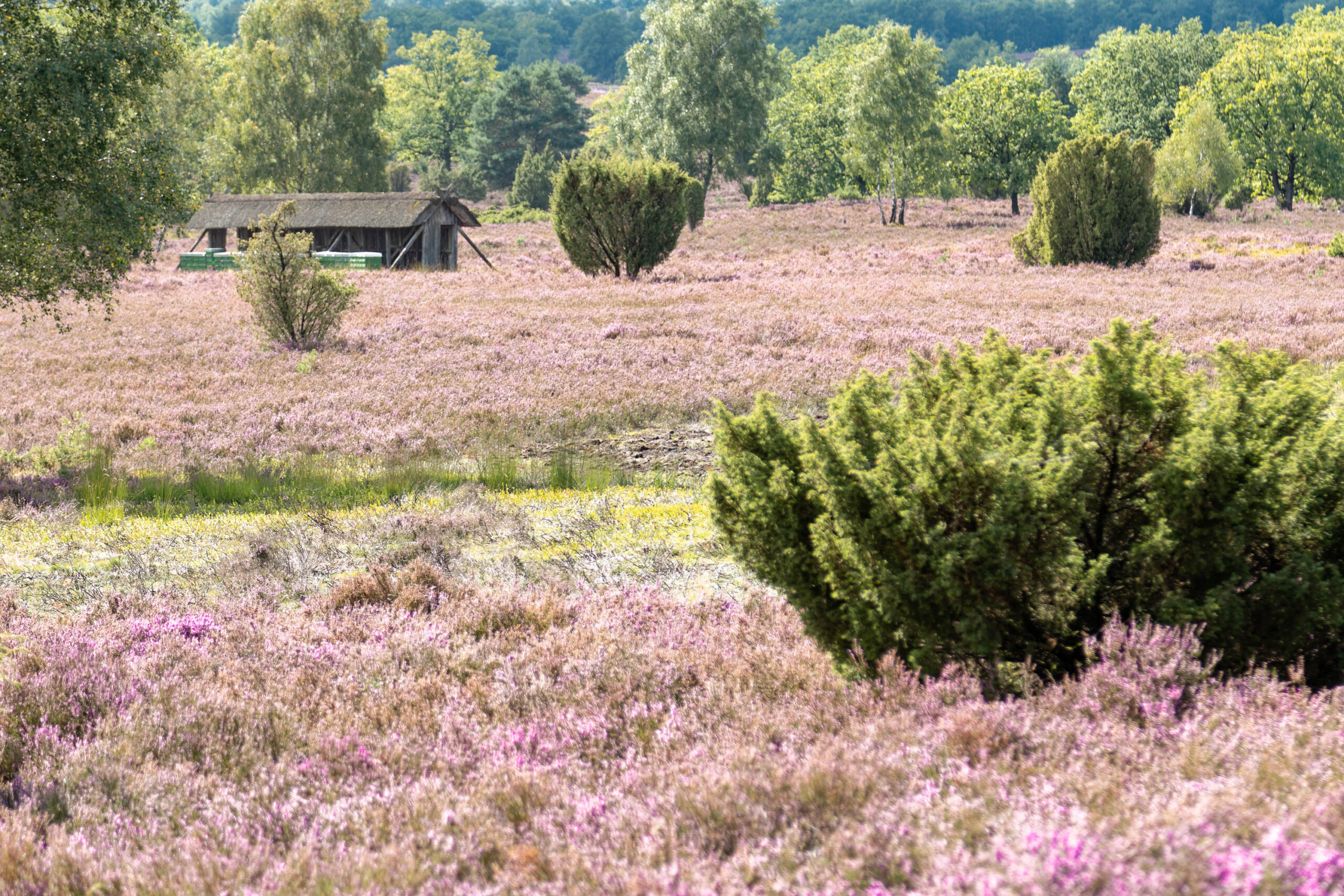 Die Aufnahme zeigt eine typische Landschaft der Lüneburger Heide während der Blütezeit. Das Heidekraut erstreckt sich in einem lila-violetten Teppich bis zum Horizont. Einzelne, runde Bäume, vermutlich Birken und Kiefern, ragen aus dem Blütenmeer hervor. Im Hintergrund befindet sich ein kleines, verfallenes Gebäude mit einem grünen Dach, das vermutlich ein ehemaliges Schafstall oder ähnliche landwirtschaftliche Nutzung hatte. Die Szene vermittelt ein Gefühl von Ruhe und Abgeschiedenheit.