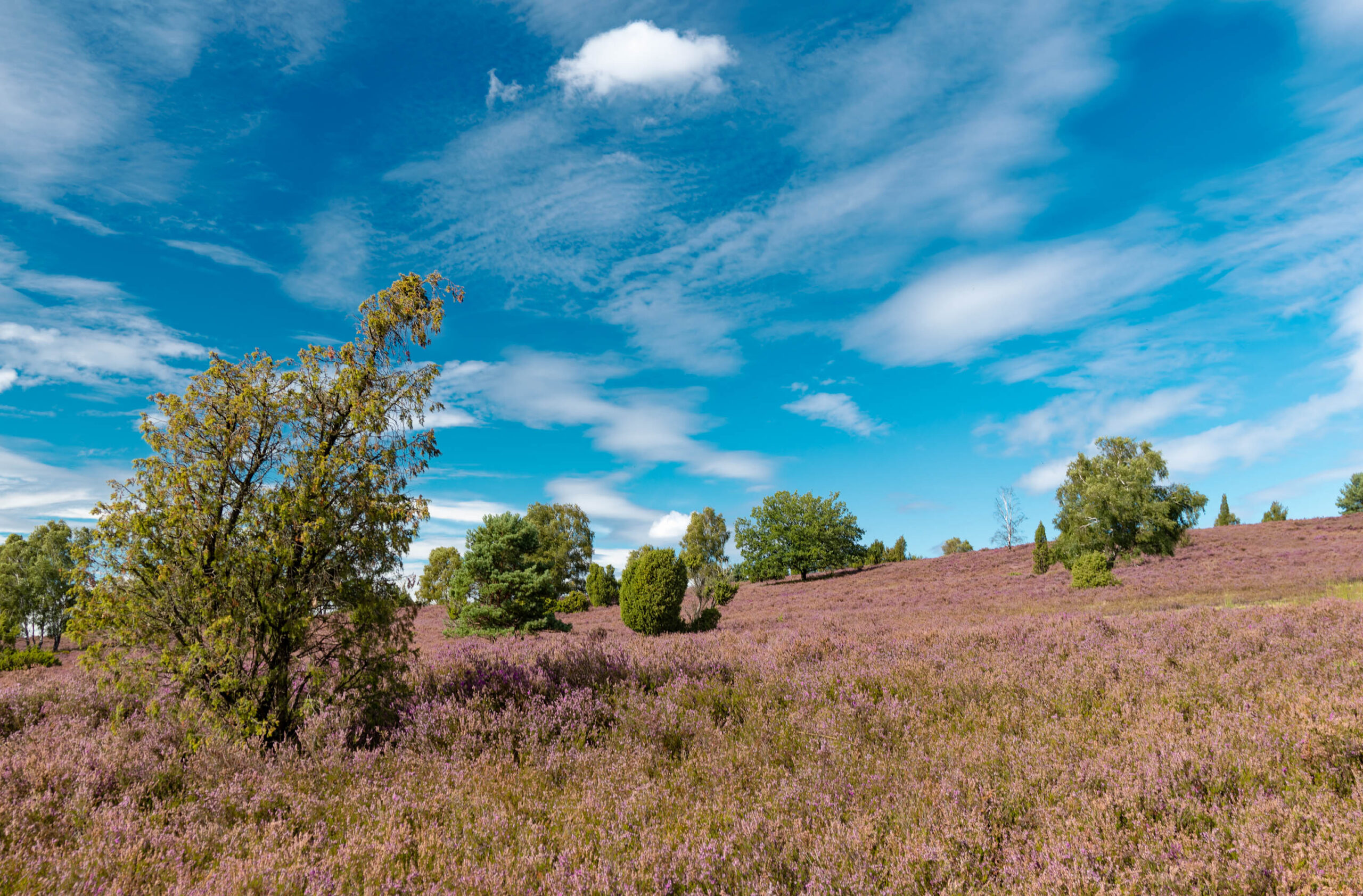 Die Aufnahme zeigt eine weitläufige Heidefläche in voller Blüte. Die Heide ist in einem intensiven Lila- bis Rosaton überzogen. Einzelne Bäume und Sträucher sind über die Landschaft verteilt, wobei einige von ihnen eine goldgelbe Herbstfärbung aufweisen. Der Himmel ist strahlend blau mit vereinzelten weißen Wolken. Die Perspektive ist leicht erhöht, was einen weiten Überblick über die Landschaft ermöglicht. Die Szene vermittelt ein Gefühl von Weite, Ruhe und natürlicher Schönheit.