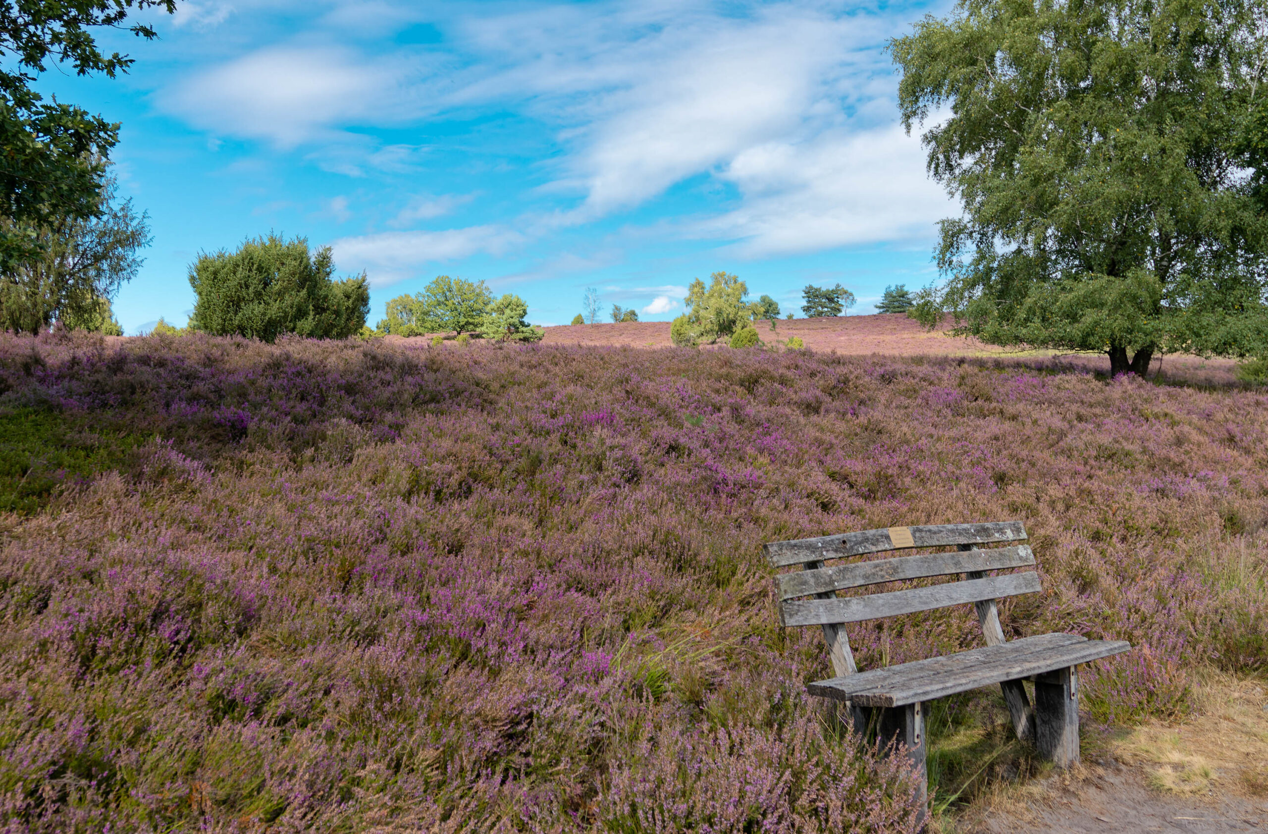 Das Bild zeigt eine idyllische Landschaftsaufnahme, die eine Bank inmitten eines weitläufigen Heidefeldes zeigt. Die Heide ist in voller Blüte und erstreckt sich bis zum Horizont, wobei die Farben von Lila bis Violett variieren. Im Hintergrund sind vereinzelte Bäume zu sehen, die die Weite der Landschaft unterstreichen. Der Himmel ist blau mit vereinzelten weißen Wolken, was die Szene hell und freundlich wirken lässt. Die Bank, aus Holz gefertigt, steht leicht erhöht und bietet einen schönen Ausblick auf die umliegende Landschaft. Die Perspektive ist leicht erhöht, was die Weite des Heidefeldes betont.