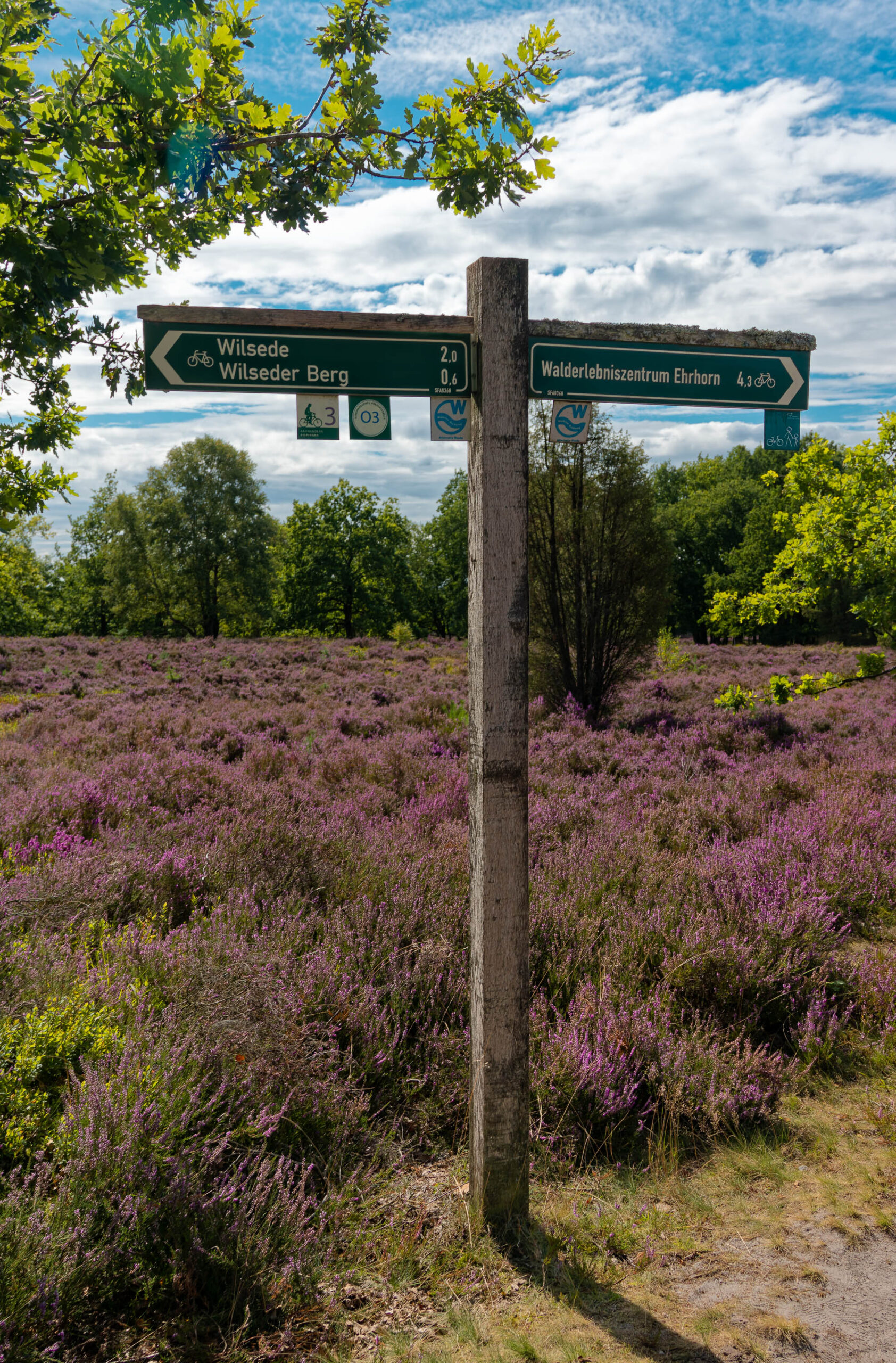 Das Bild zeigt einen hölzernen Wegweiser in einem Heidelandschaft. Der Wegweiser ist alt und verwittert und zeigt Pfeile mit Ortsnamen und Entfernungen. Im Hintergrund erstreckt sich eine Fläche mit lila blühender Heide, die von Bäumen umgeben ist. Der Himmel ist blau mit vereinzelten Wolken. Die Szene vermittelt eine friedliche und natürliche Atmosphäre.