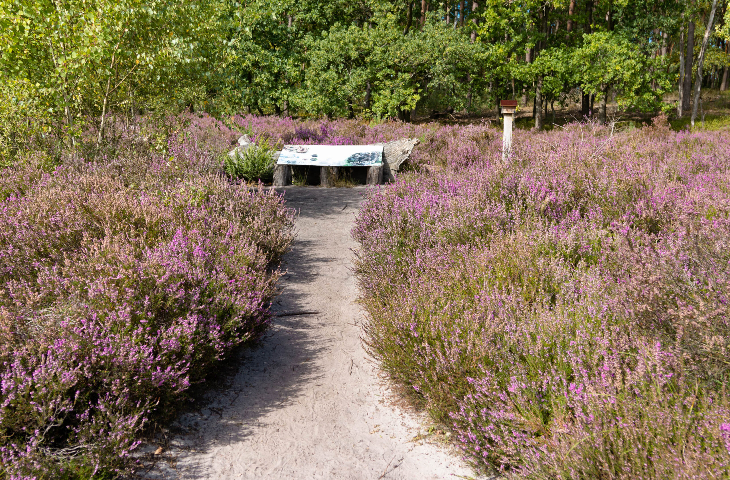 Das Bild zeigt einen schmalen, sandigen Pfad, der sich durch ein Feld blühenden Heidekraut schlängelt. Die Heide ist in voller Blüte und erstreckt sich bis zum Horizont, wobei die Farben von Lila bis Violett variieren. Im Hintergrund sind Bäume zu sehen, die den Horizont säumen. Ein hölzernes Schutzhaus ist links vom Pfad sichtbar. Die Szene vermittelt eine friedliche und idyllische Atmosphäre. Die Lüneburger Heide ist bekannt für ihre weitläufigen Heideflächen und ihre malerische Landschaft.