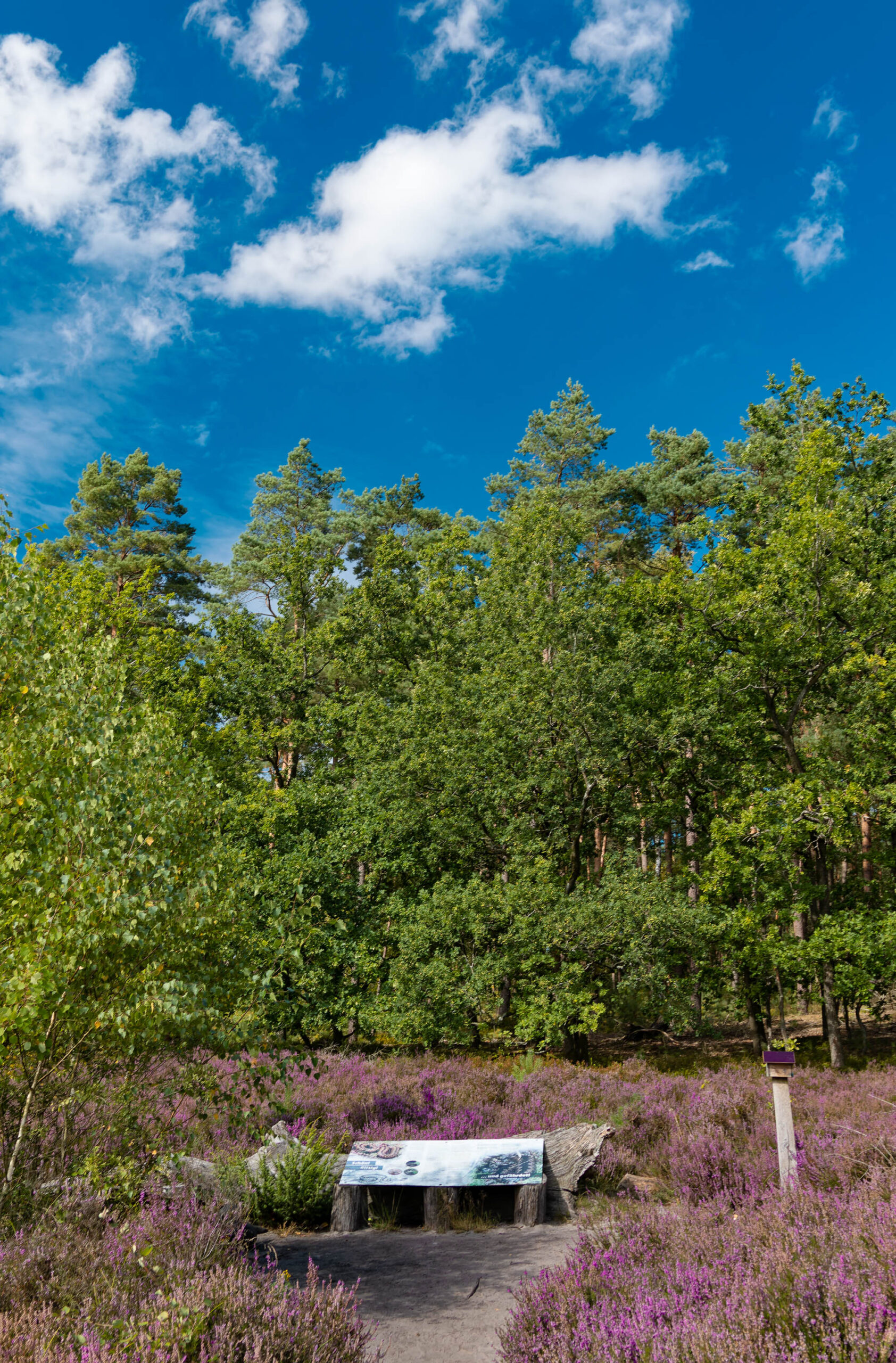 Die Aufnahme zeigt eine typische Landschaft der Lüneburger Heide während der Blütezeit. Eine rustikale Holzbank steht inmitten eines Teppichs aus lila Heidekraut. Ein Informationsschild ist an der Bank angebracht. Im Hintergrund bilden dichte Baumgruppen, hauptsächlich Kiefern und Fichten, eine grüne Kulisse. Der Himmel ist strahlend blau mit vereinzelten weißen Wolken, was die Szene in ein warmes Licht taucht. Ein Weg schlängelt sich durch die Heidefläche, der den Blick in die Tiefe lenkt. Die Szene vermittelt ein Gefühl von Ruhe und Erhabenheit.