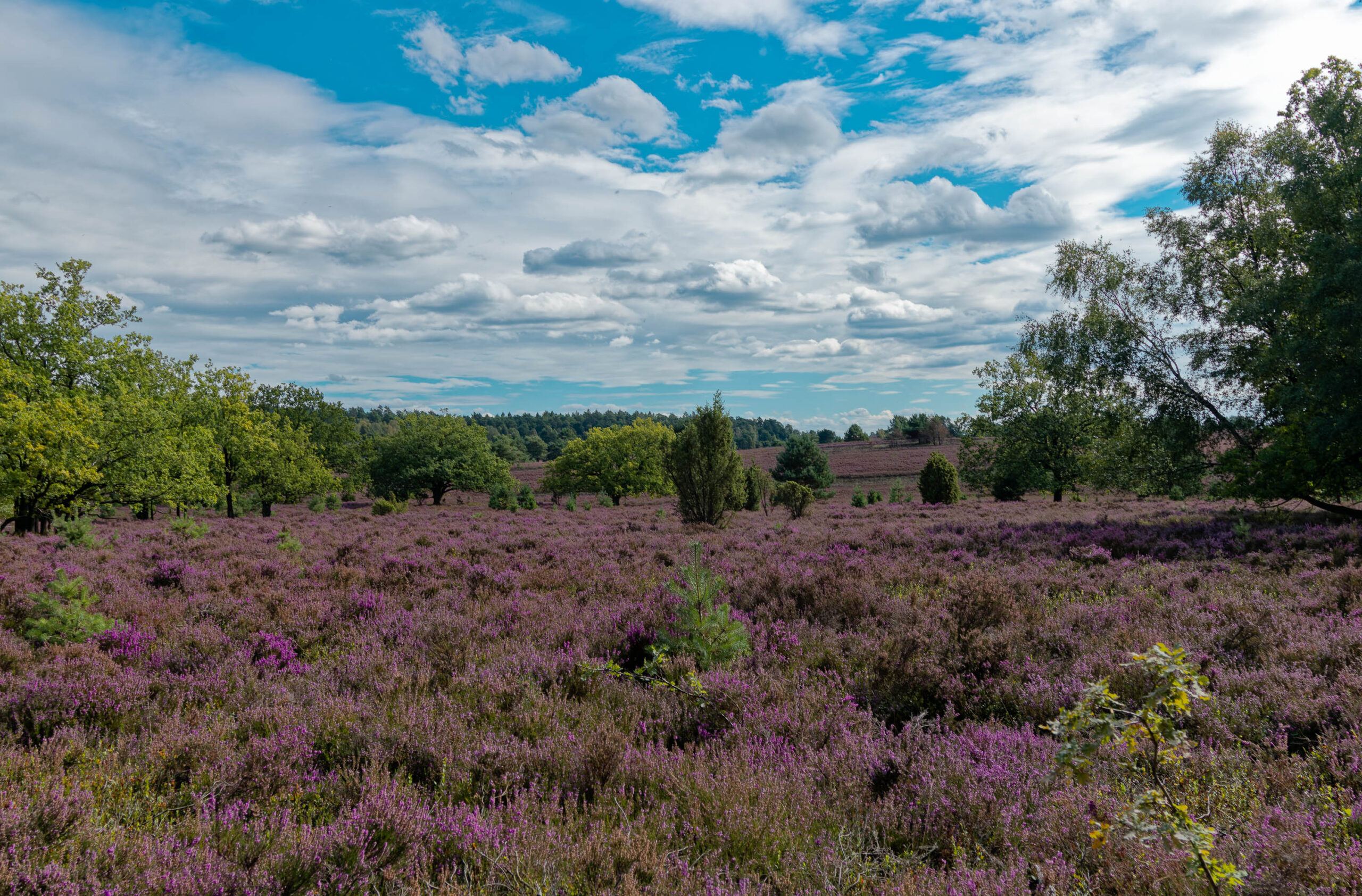 Die Aufnahme zeigt eine weitläufige Heidefläche in voller Blüte. Die Heide ist überwiegend lila und violett gefärbt, mit vereinzelten gelben Akzenten von anderen Wildblumen. Im Hintergrund erstrecken sich Bäume, die die Heide umrahmen. Der Himmel ist bewölkt, mit hellen Wolken, die das Licht streuen und eine sanfte Atmosphäre schaffen. Die Perspektive ist weitwinkelig, was die Weite der Landschaft betont. Die Aufnahme vermittelt ein Gefühl von Ruhe und Schönheit der Natur.