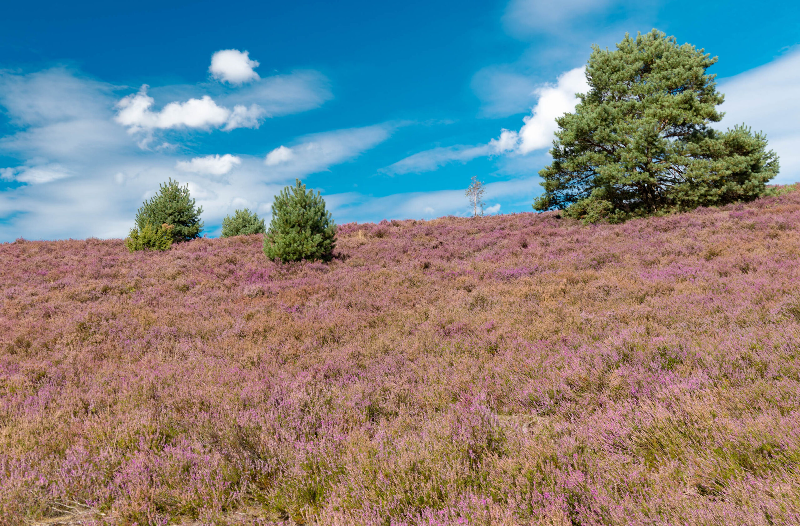 Das Bild zeigt eine weitläufige Heidefläche in voller Blüte. Das Heidekraut ist in einem intensiven Lila-Ton und bedeckt den Großteil des Bildes. Vereinzelt ragen Kiefern aus der Heide hervor. Der Himmel ist blau und von weißen, flockigen Wolken übersät. Die Szene vermittelt ein Gefühl von Weite und Ruhe.