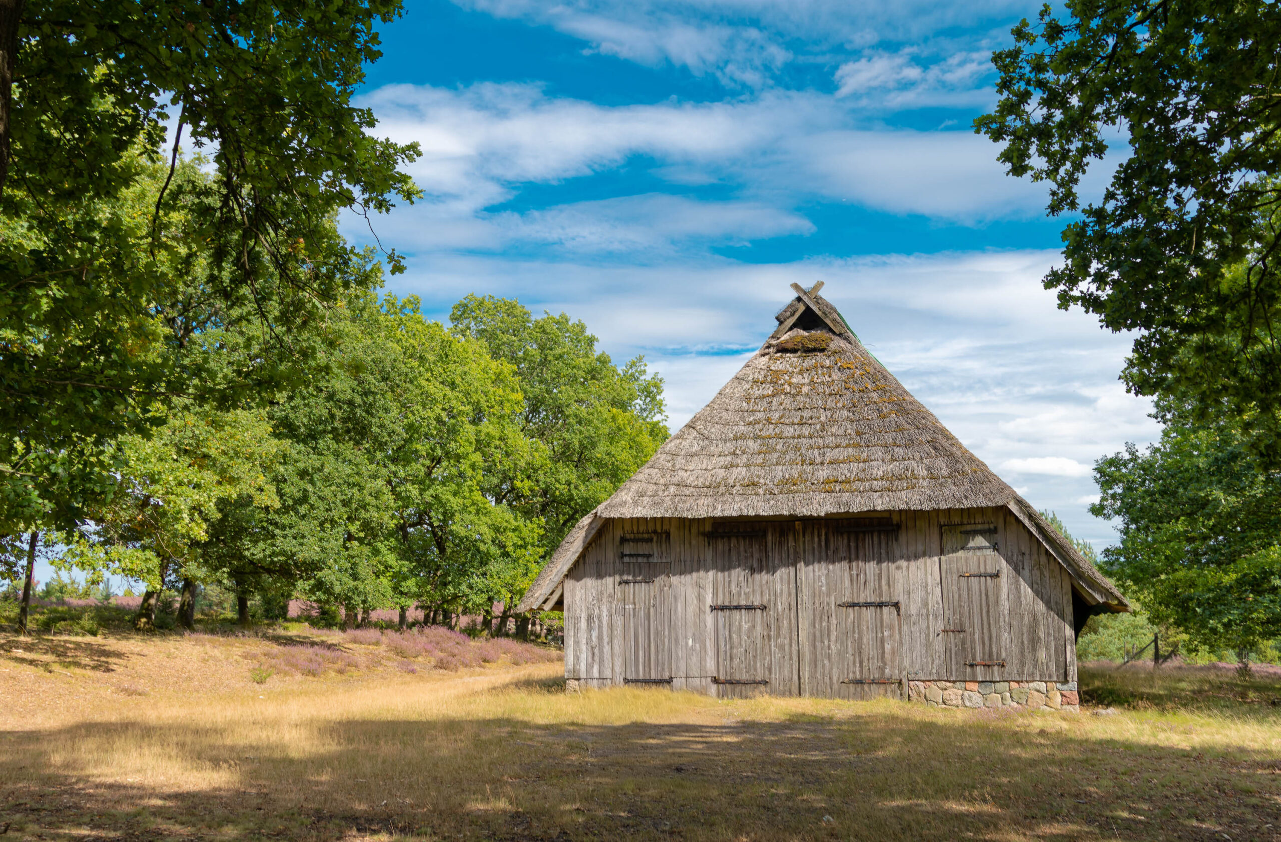 Das Bild zeigt eine traditionelle, historische Scheune in der Lüneburger Heide. Die Scheune ist aus Holz gebaut und hat ein steiles, traditionelles Strohdach. Die Fassade ist verwittert und weist eine raue Textur auf. Die Scheune steht inmitten einer Heidefläche, die mit trockenem Gras und vereinzelten Büschen bewachsen ist. Im Hintergrund sind einige Bäume zu sehen. Der Himmel ist blau mit vereinzelten weißen Wolken. Die Szene vermittelt einen Eindruck von ländlicher Idylle und traditioneller Architektur.