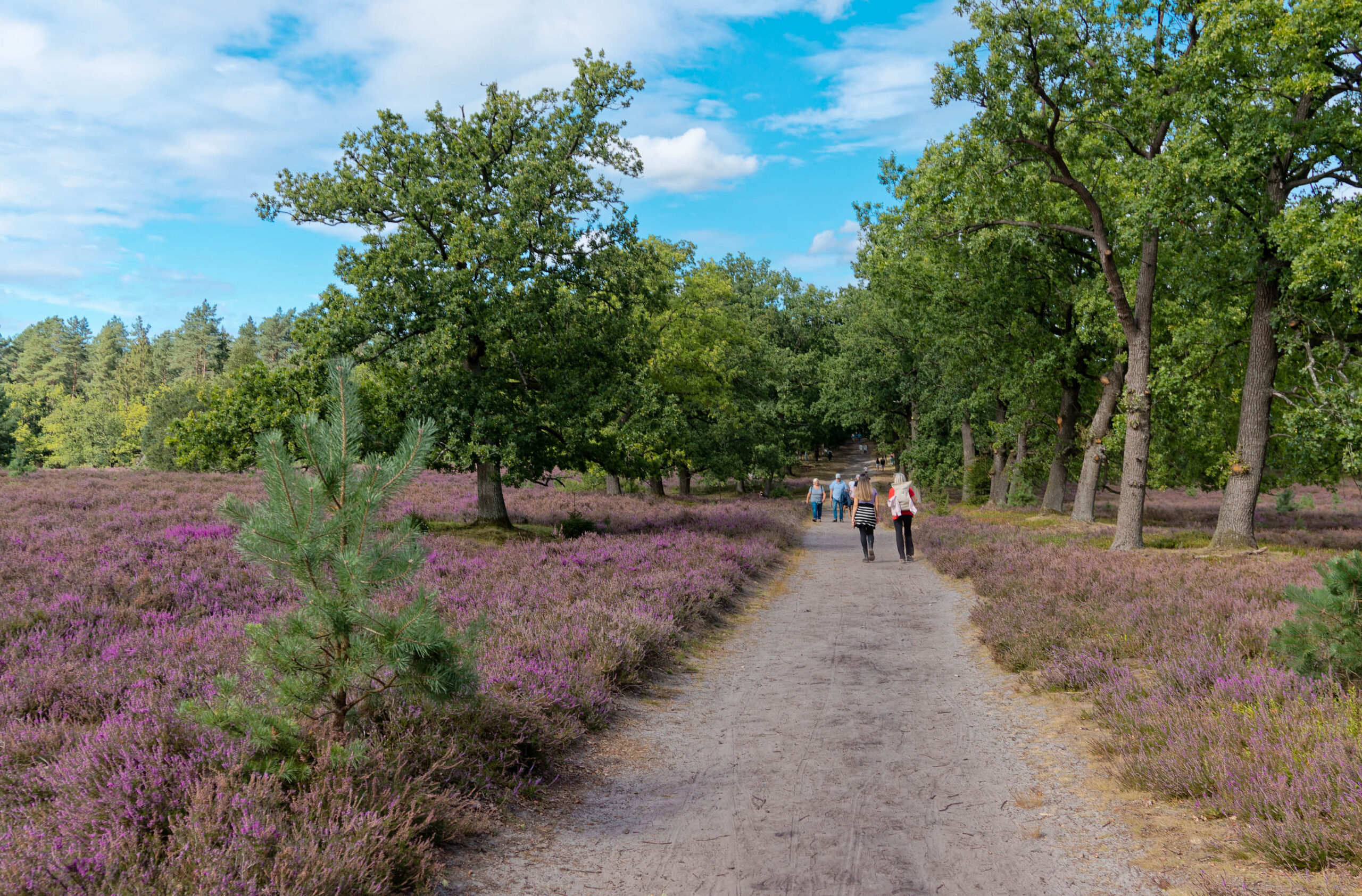 Die Aufnahme zeigt einen schmalen, unbefestigten Weg, der sich durch eine weitläufige Heidefläche schlängelt. Die Heide ist in voller Blüte und präsentiert ein leuchtendes Violett. Entlang des Weges stehen einzelne Bäume, hauptsächlich Kiefern und Eichen, die Schatten spenden. Mehrere Personen sind zu Fuß unterwegs, einige wandern den Weg entlang, andere scheinen sich zu unterhalten. Der Himmel ist blau mit vereinzelten weißen Wolken, was auf einen sonnigen Tag hindeutet. Die Perspektive ist von unten aufgenommen, was die Länge des Weges und die Weite der Landschaft betont.