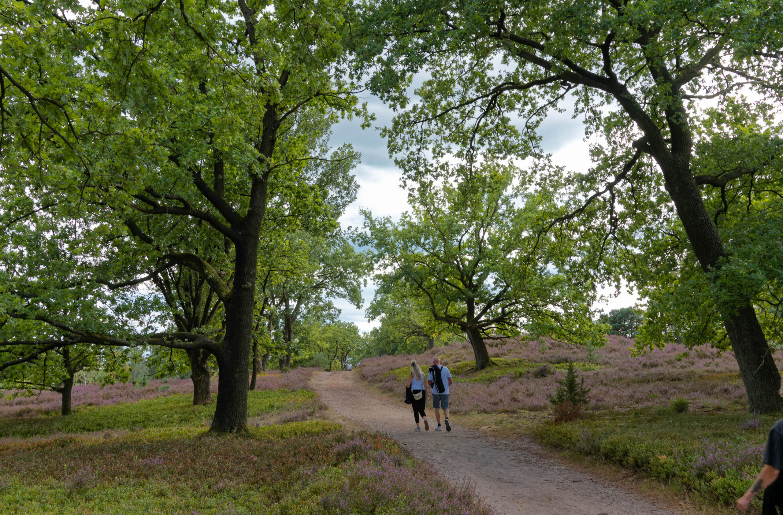 Die Aufnahme zeigt einen schmalen, unbefestigten Weg, der sich durch eine Heidefläche schlängelt. Die Landschaft ist von alten Eichen gesäumt, deren Blätter einen dichten Baldachin bilden. Drei Personen laufen den Weg entlang, wobei ihre Rücken zur Kamera zeigen. Die Heide ist in voller Blüte und erstreckt sich bis zum Horizont. Der Himmel ist bewölkt, was für ein weiches, diffuses Licht sorgt. Die Szene vermittelt ein Gefühl von Ruhe und Abgeschiedenheit.